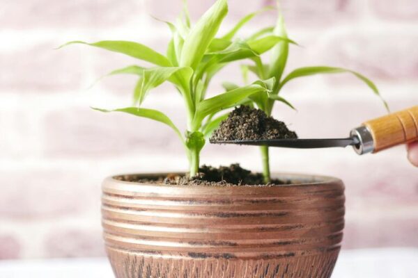 Jak zacząć przygodę z uprawą roślin doniczkowych w domu