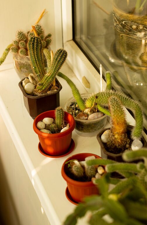 Jak zacząć przygodę z ogrodnictwem w małym mieszkaniu?